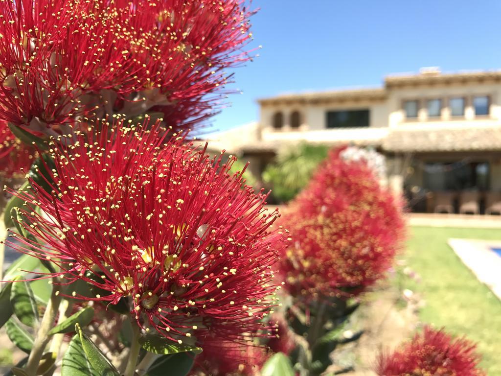 Moliner Premium Villa Pollenca
